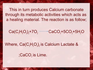 This in turn produces Calcium carbonate
through its metabolic activities which acts as
a healing material. The reaction is as follow;
Ca(C3H5O2)2+7O2 CaCO3+5CO2+5H2O
Where, Ca(C3H5O2)2 is Calcium Lactate &
;CaCO3 is Lime.
 