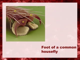 Foot of a common
housefly
 