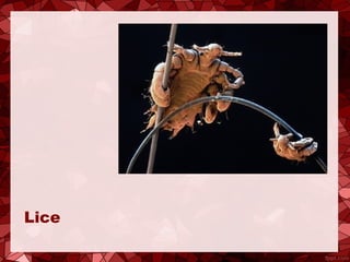 Lice
 