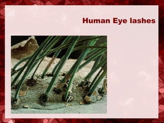 Human Eye lashes
 