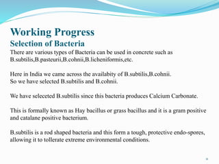 Working Progress
Selection of Bacteria
There are various types of Bacteria can be used in concrete such as
B.subtilis,B.pasteurii,B.cohnii,B.licheniformis,etc.
Here in India we came across the availabity of B.subtilis,B.cohnii.
So we have selected B.subtilis and B.cohnii.
We have seleceted B.subtilis since this bacteria produces Calcium Carbonate.
This is formally known as Hay bacillus or grass bacillus and it is a gram positive
and catalane positive bacterium.
B.subtilis is a rod shaped bacteria and this form a tough, protective endo-spores,
allowing it to tollerate extreme environmental conditions.
11
 
