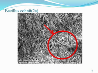 Bacillus cohnii(2a)
27
 