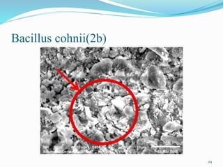 Bacillus cohnii(2b)
29
 