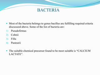 BACTERIA
 Most of the bacteria belongs to genus bacillus are fulfilling required criteria
discusseed above. Some of the list of bacteria are-
1) Pseudofirmus
2) Cohnii
3) Filla
4) Pasteurii
 The suitable chemical precursor found to be most suitable is “CALCIUM
LACTATE”.
 