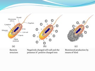Negatively charged cell wall and the
presence of positive charged ions
Biomineral production by
means of bind
Bacteria
structure
 