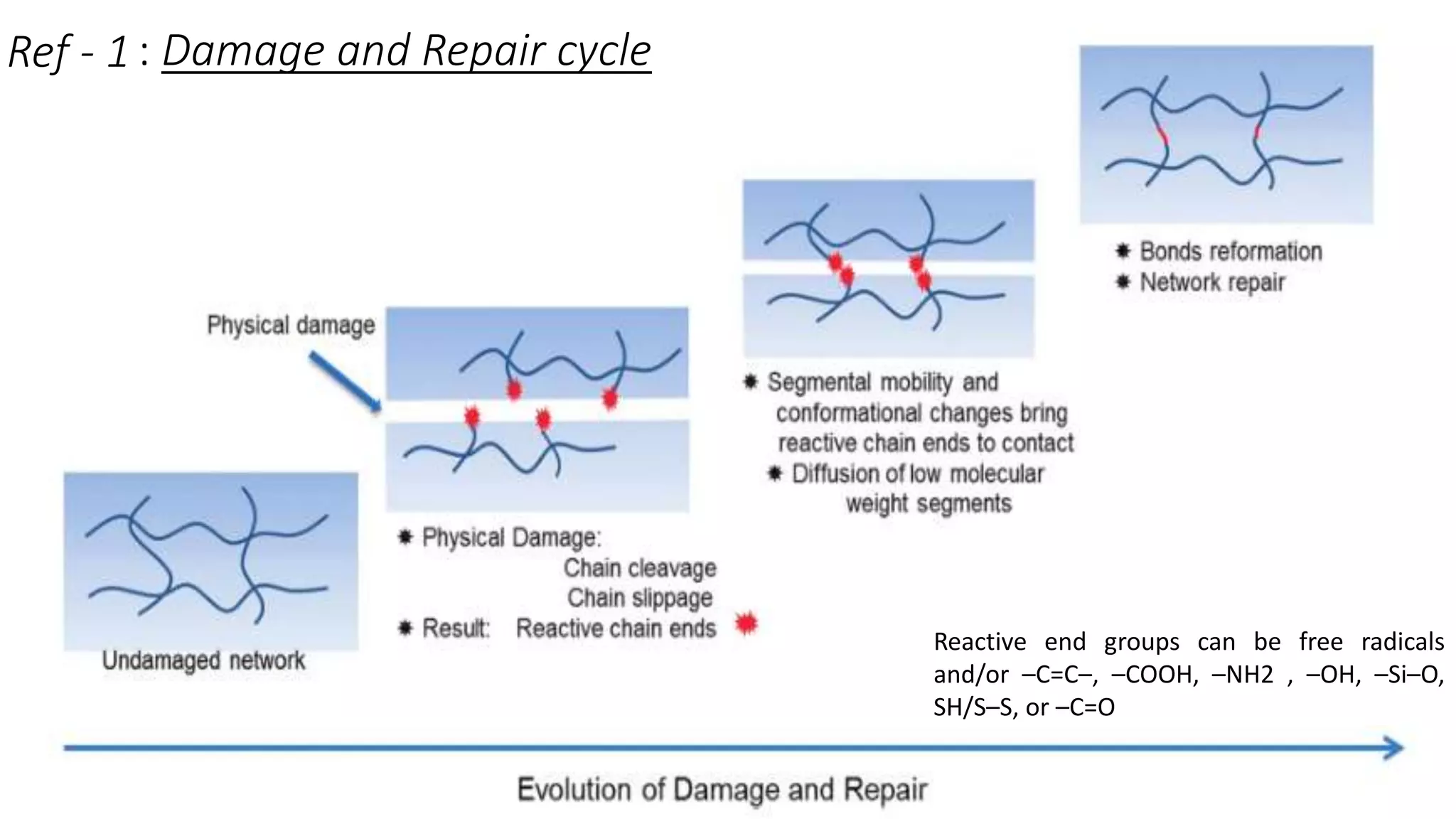 : Damage and Repair cycleRef - 1
Reactive end groups can be free radicals
and/or –C=C–, –COOH, –NH2 , –OH, –Si–O,
SH/S–S, or –C=O
 