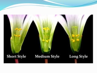 Short Style Medium Style Long Style
 