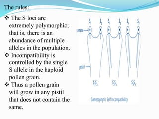 The rules:
 The S loci are
extremely polymorphic;
that is, there is an
abundance of multiple
alleles in the population.
 Incompatibility is
controlled by the single
S allele in the haploid
pollen grain.
 Thus a pollen grain
will grow in any pistil
that does not contain the
same.
 