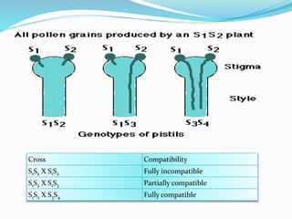 Cross Compatibility
S1S2 X S1S2 Fully incompatible
S1S2 X S1S3 Partially compatible
S1S2 X S3S4 Fully compatible
 