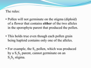 The rules:
• Pollen will not germinate on the stigma (diploid)
of a flower that contains either of the two alleles
in the sporophyte parent that produced the pollen.
• This holds true even though each pollen grain
being haploid contains only one of the alleles.
• For example, the S2 pollen, which was produced
by a S1S2 parent, cannot germinate on an
S1S3 stigma.
 
