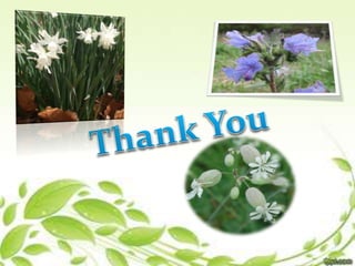 Self incompatibility