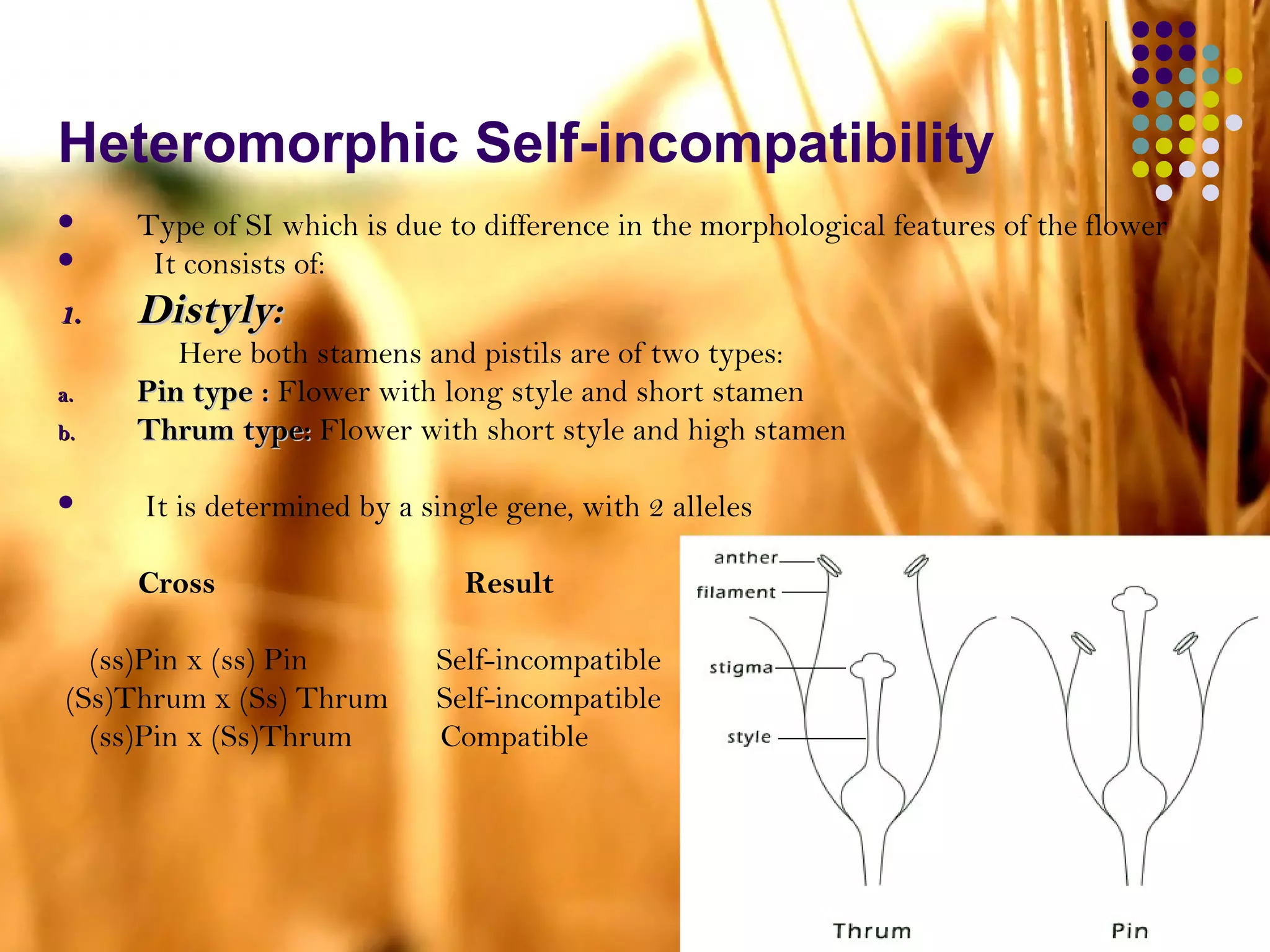 Heteromorphic Self-incompatibility
 Type of SI which is due to difference in the morphological features of the flower
 It consists of:
1.1. Distyly:Distyly:
Here both stamens and pistils are of two types:
a.a. Pin type :Pin type : Flower with long style and short stamen
b.b. Thrum type:Thrum type: Flower with short style and high stamen
 It is determined by a single gene, with 2 alleles
Cross Result
(ss)Pin x (ss) Pin Self-incompatible
(Ss)Thrum x (Ss) Thrum Self-incompatible
(ss)Pin x (Ss)Thrum Compatible
 