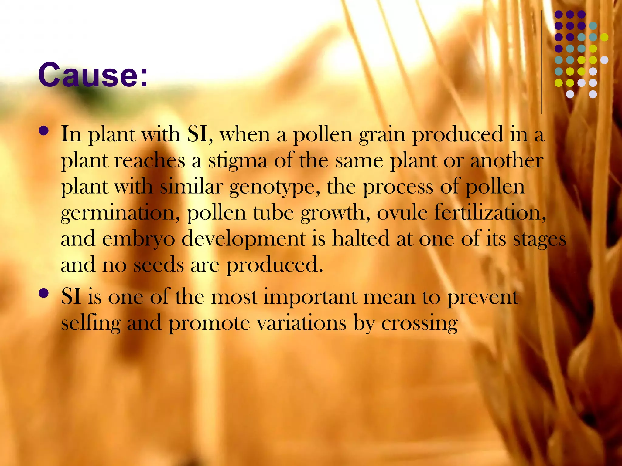 Cause:
 In plant with SI, when a pollen grain produced in a
plant reaches a stigma of the same plant or another
plant with similar genotype, the process of pollen
germination, pollen tube growth, ovule fertilization,
and embryo development is halted at one of its stages
and no seeds are produced.
 SI is one of the most important mean to prevent
selfing and promote variations by crossing
 