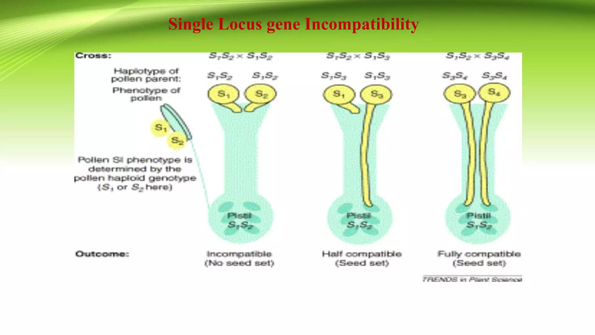 Single Locus gene Incompatibility
 
