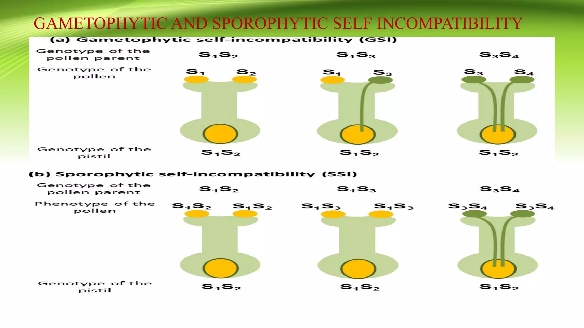 GAMETOPHYTIC AND SPOROPHYTIC SELF INCOMPATIBILITY
 