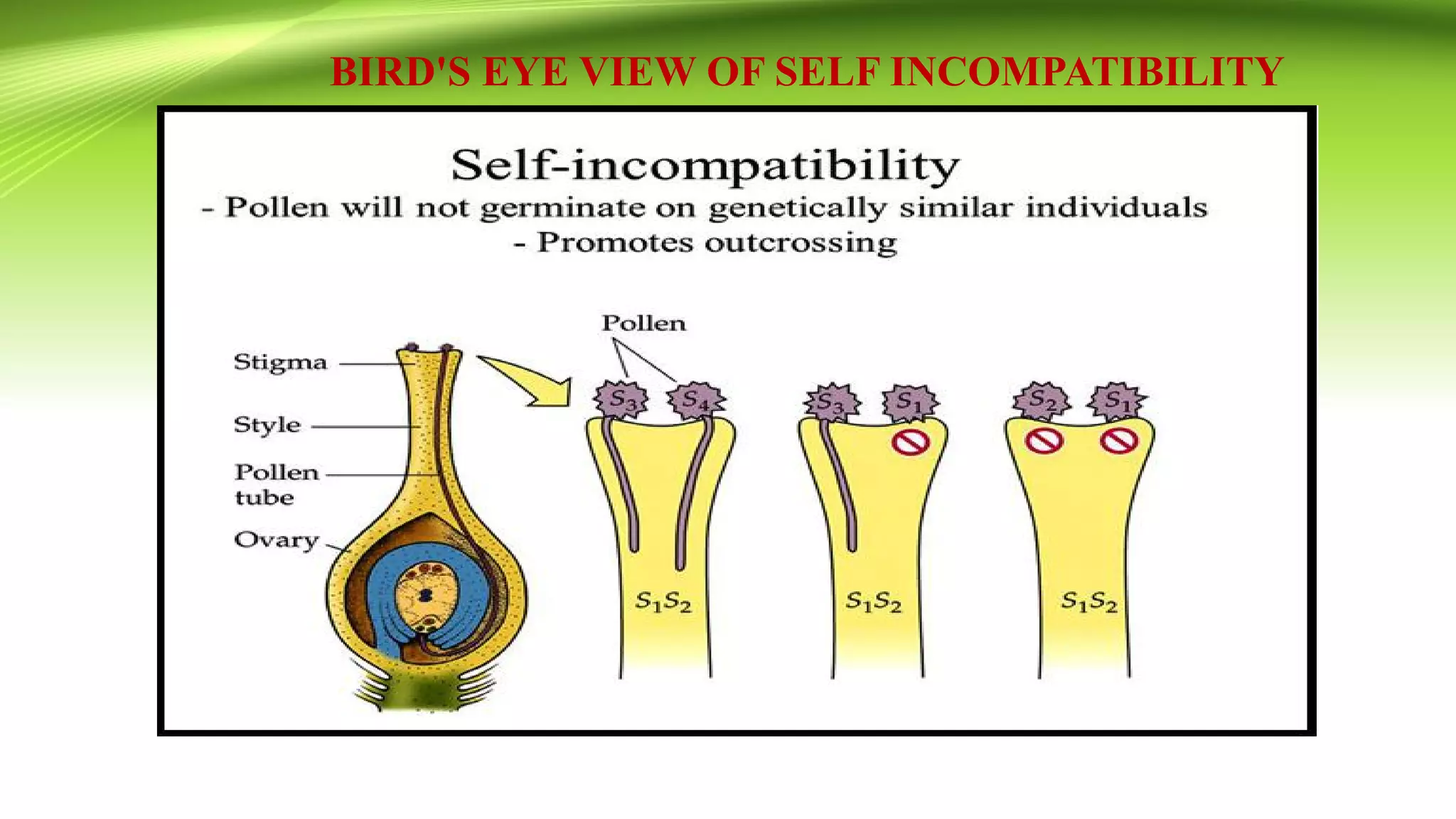 BIRD'S EYE VIEW OF SELF INCOMPATIBILITY
 