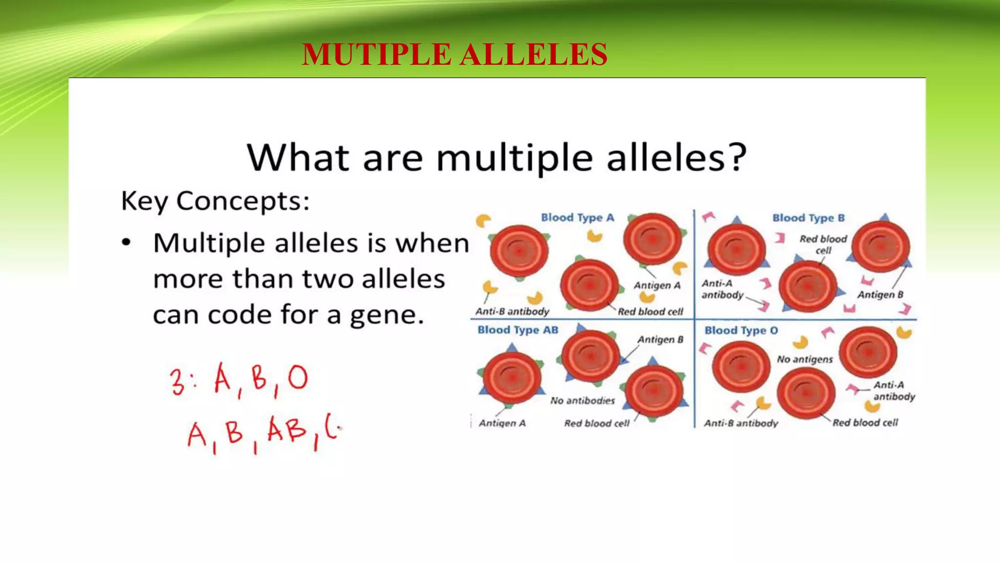 MUTIPLE ALLELES
 