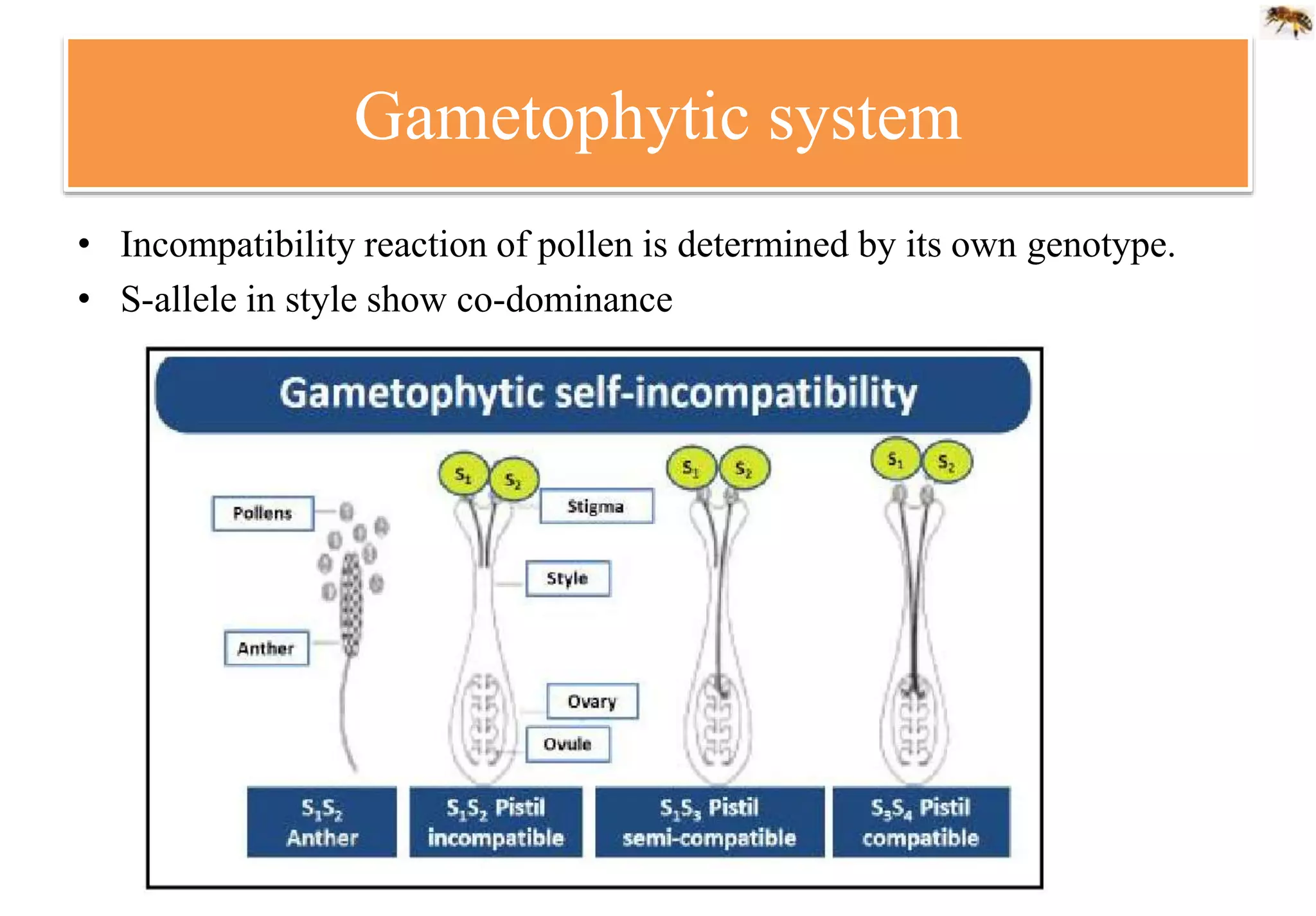 Gametophytic system
• Incompatibility reaction of pollen is determined by its own genotype.
• S-allele in style show co-dominance
 