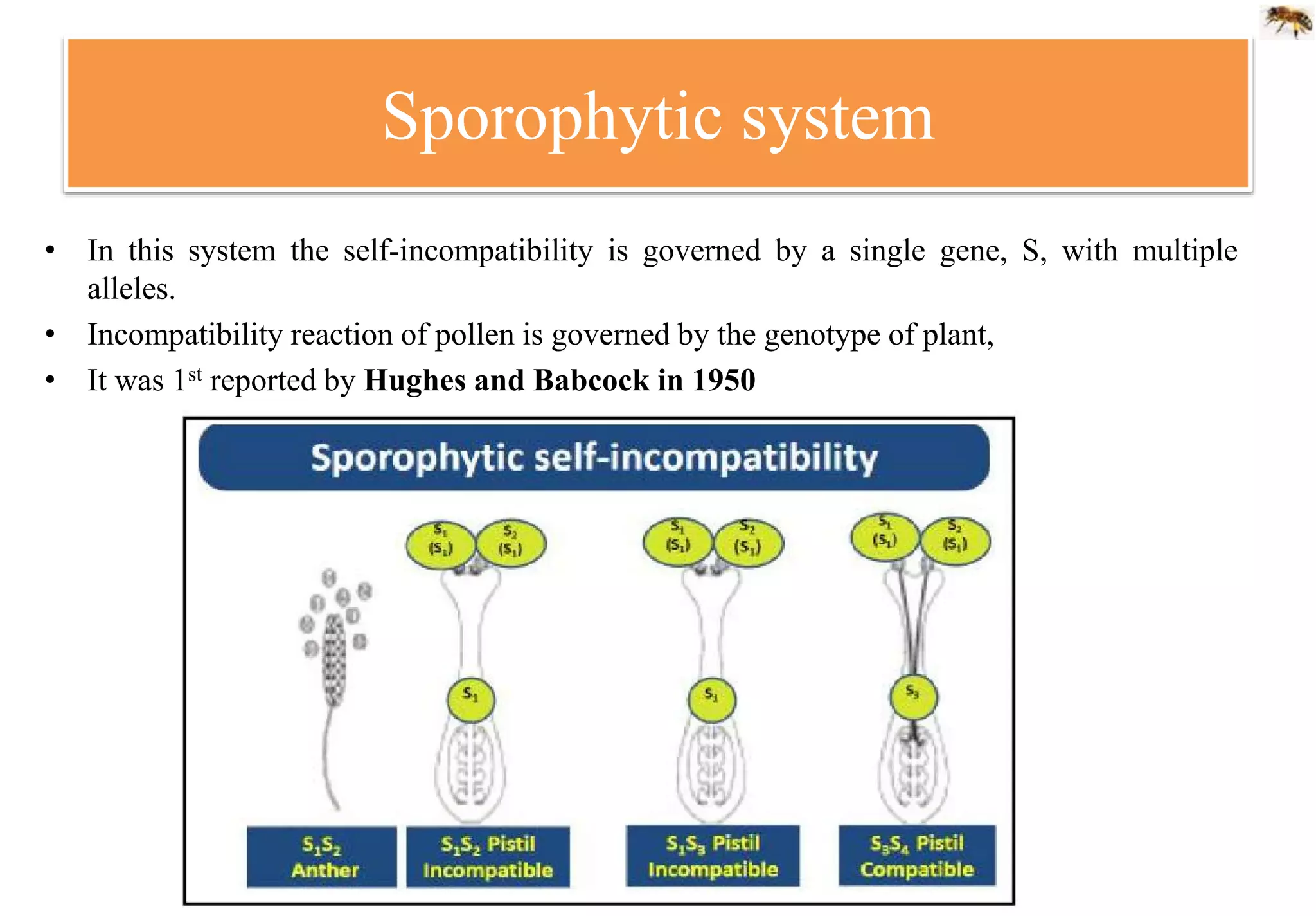 Sporophytic system
• In this system the self-incompatibility is governed by a single gene, S, with multiple
alleles.
• Incompatibility reaction of pollen is governed by the genotype of plant,
• It was 1st reported by Hughes and Babcock in 1950
 