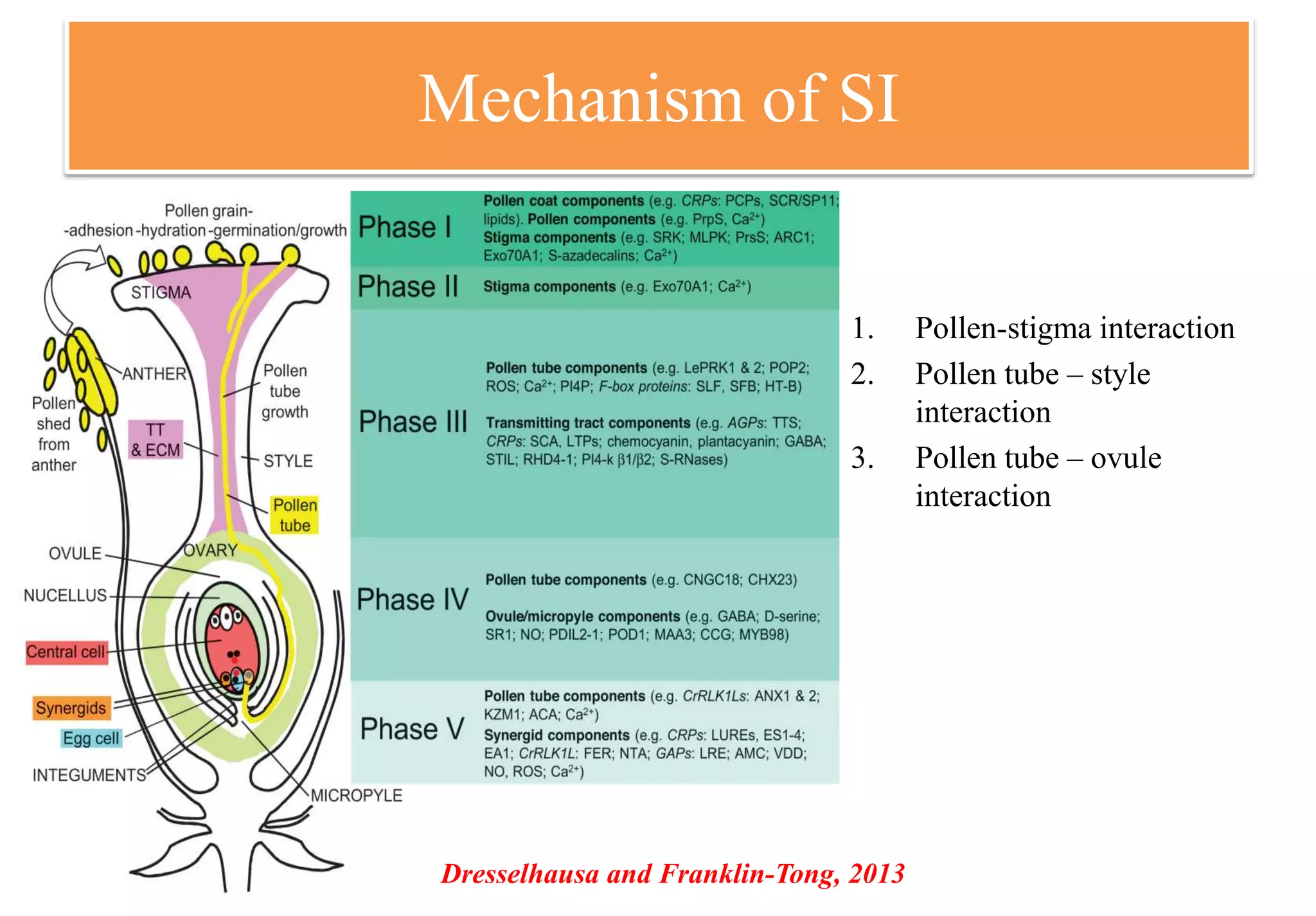 Mechanism of SI
1. Pollen-stigma interaction
2. Pollen tube – style
interaction
3. Pollen tube – ovule
interaction
Dresselhausa and Franklin-Tong, 2013
 