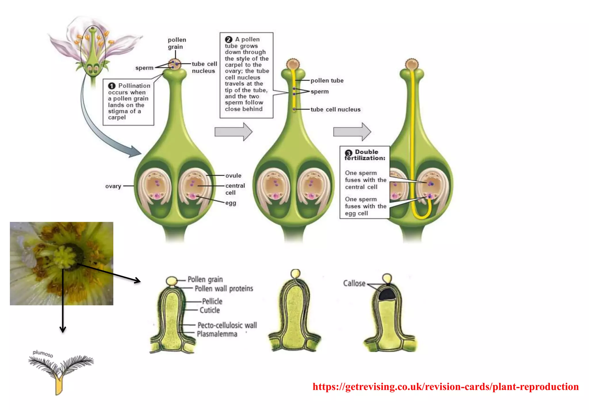 https://getrevising.co.uk/revision-cards/plant-reproduction
 