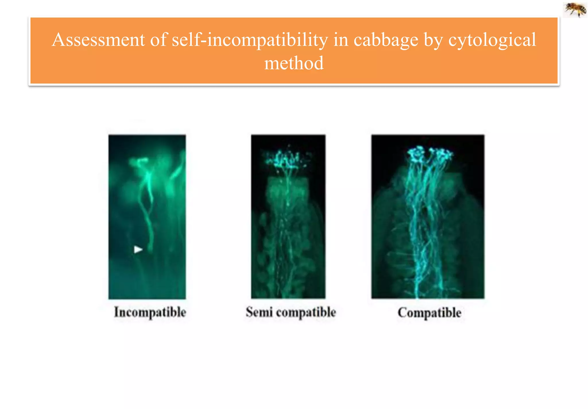 Assessment of self-incompatibility in cabbage by cytological
method
 