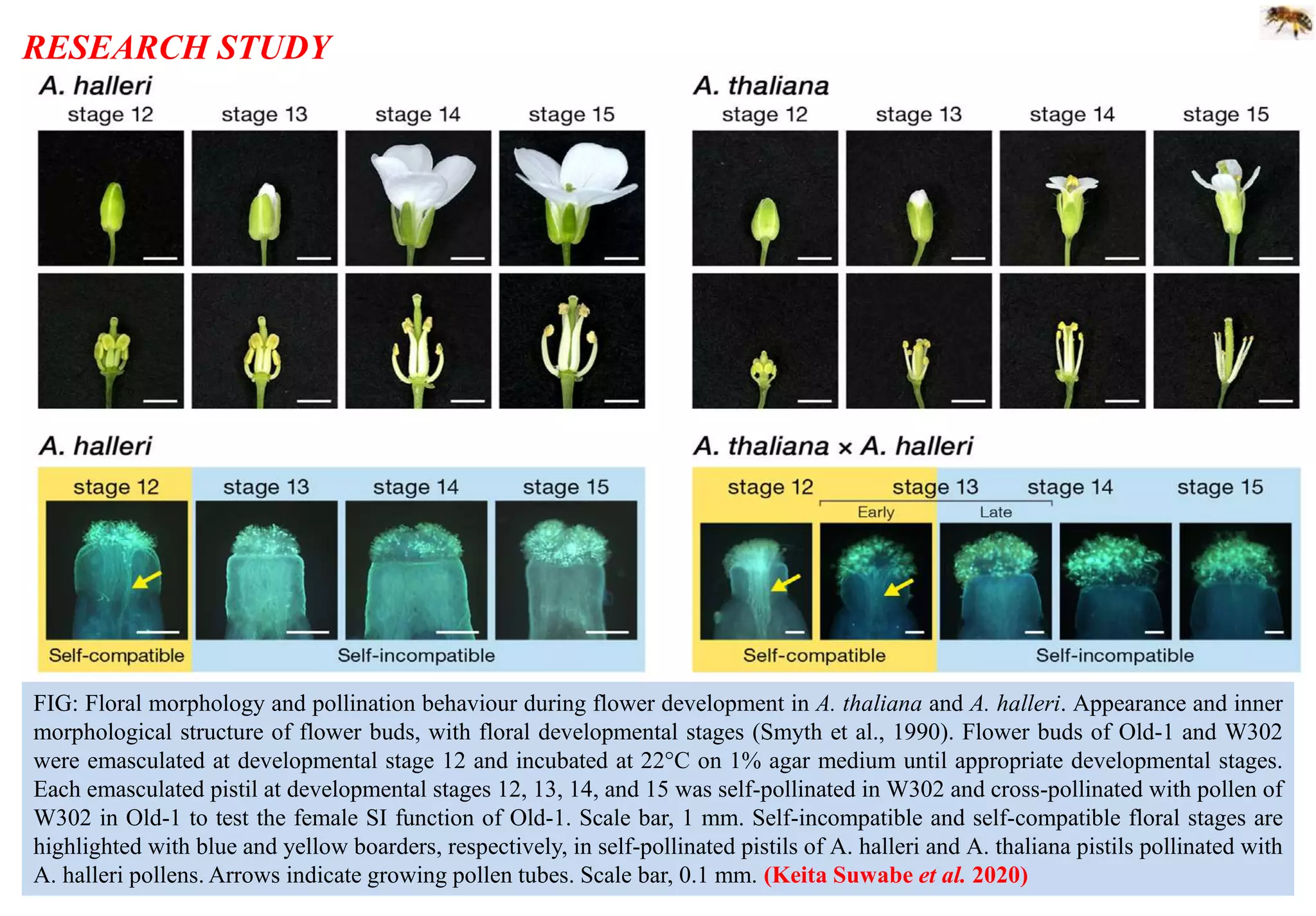 FIG: Floral morphology and pollination behaviour during flower development in A. thaliana and A. halleri. Appearance and inner
morphological structure of flower buds, with floral developmental stages (Smyth et al., 1990). Flower buds of Old-1 and W302
were emasculated at developmental stage 12 and incubated at 22°C on 1% agar medium until appropriate developmental stages.
Each emasculated pistil at developmental stages 12, 13, 14, and 15 was self-pollinated in W302 and cross-pollinated with pollen of
W302 in Old-1 to test the female SI function of Old-1. Scale bar, 1 mm. Self-incompatible and self-compatible floral stages are
highlighted with blue and yellow boarders, respectively, in self-pollinated pistils of A. halleri and A. thaliana pistils pollinated with
A. halleri pollens. Arrows indicate growing pollen tubes. Scale bar, 0.1 mm. (Keita Suwabe et al. 2020)
RESEARCH STUDY
 