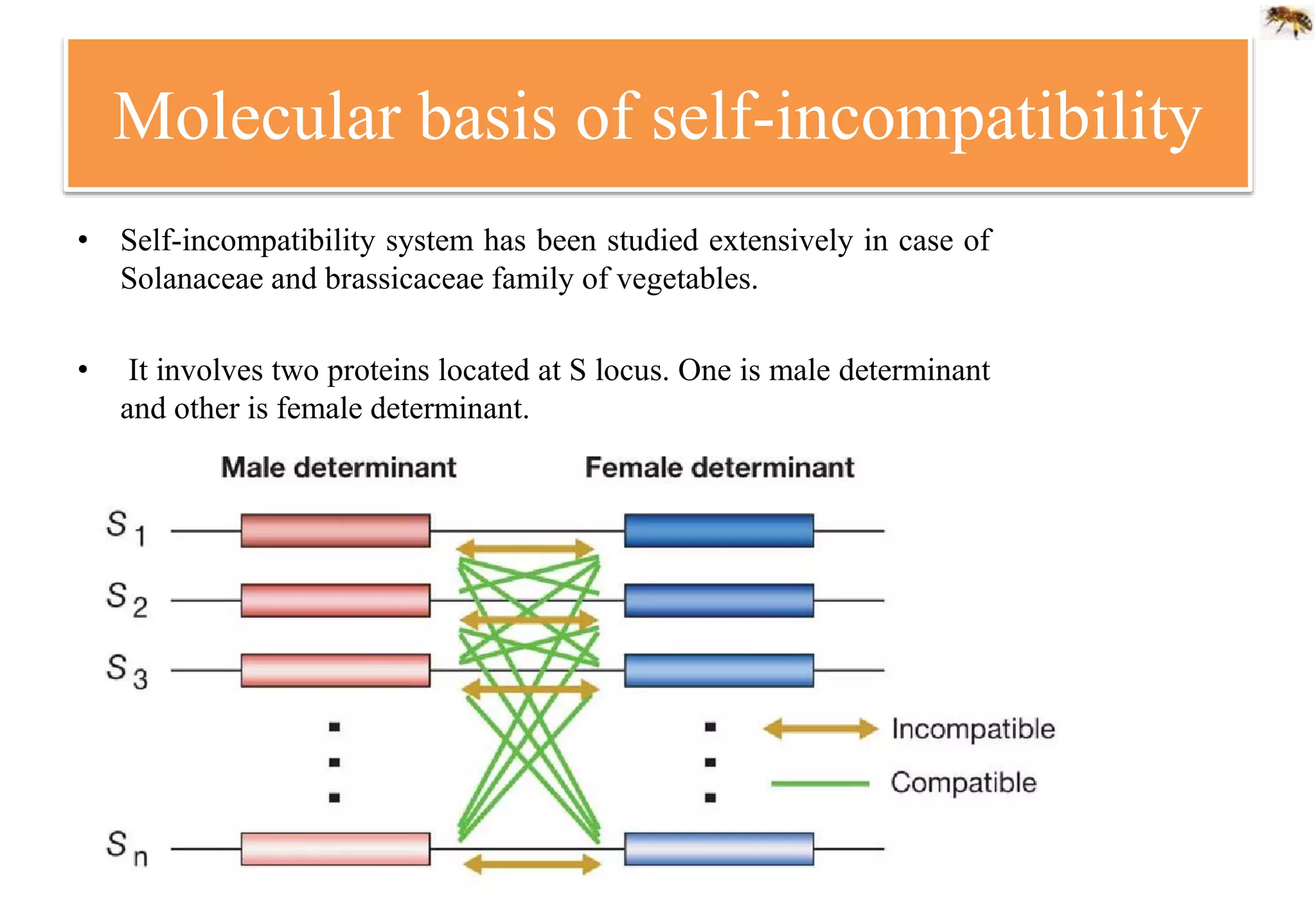Molecular basis of self-incompatibility
• Self-incompatibility system has been studied extensively in case of
Solanaceae and brassicaceae family of vegetables.
• It involves two proteins located at S locus. One is male determinant
and other is female determinant.
 