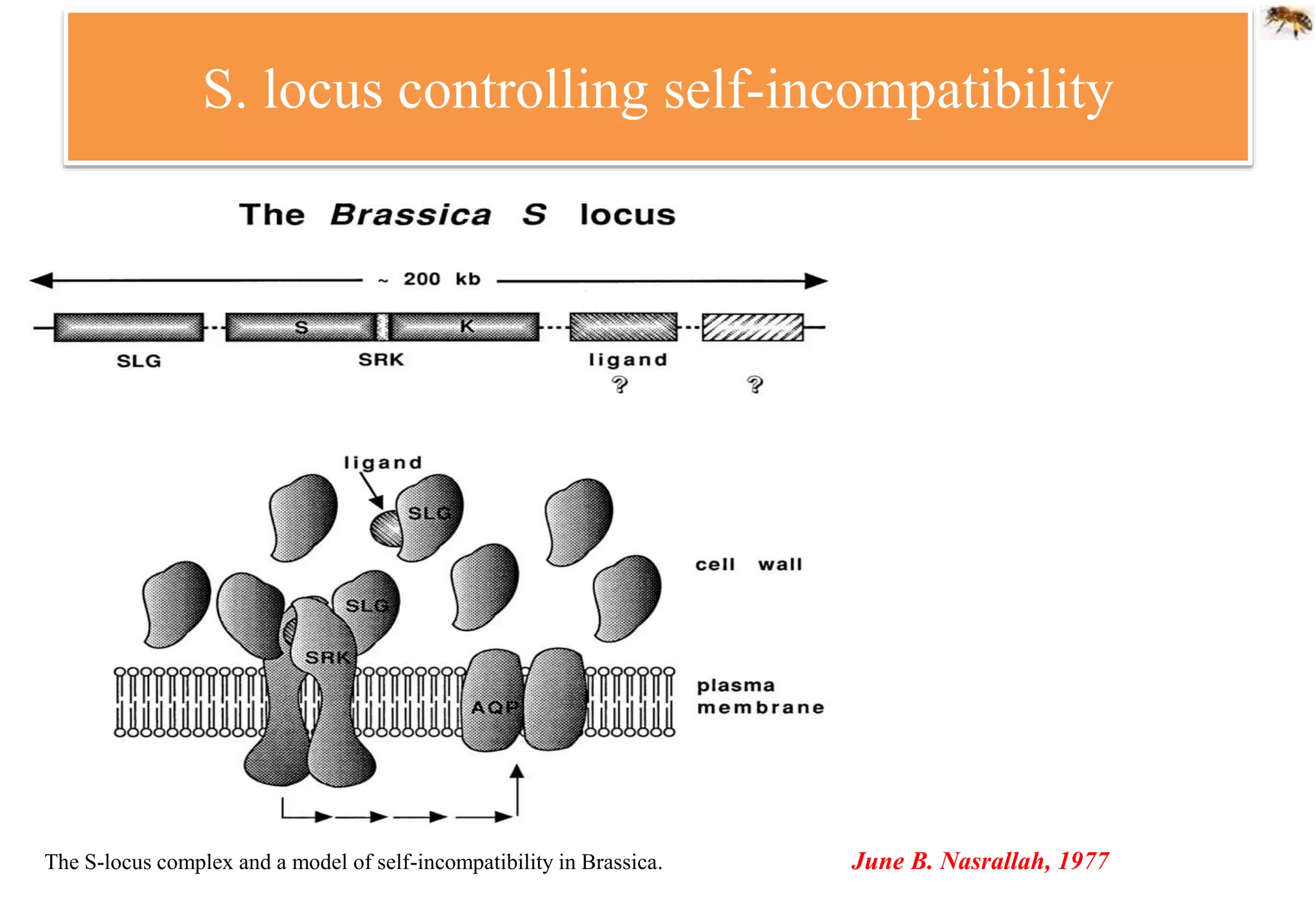 S. locus controlling self-incompatibility
The S-locus complex and a model of self-incompatibility in Brassica. June B. Nasrallah, 1977
 