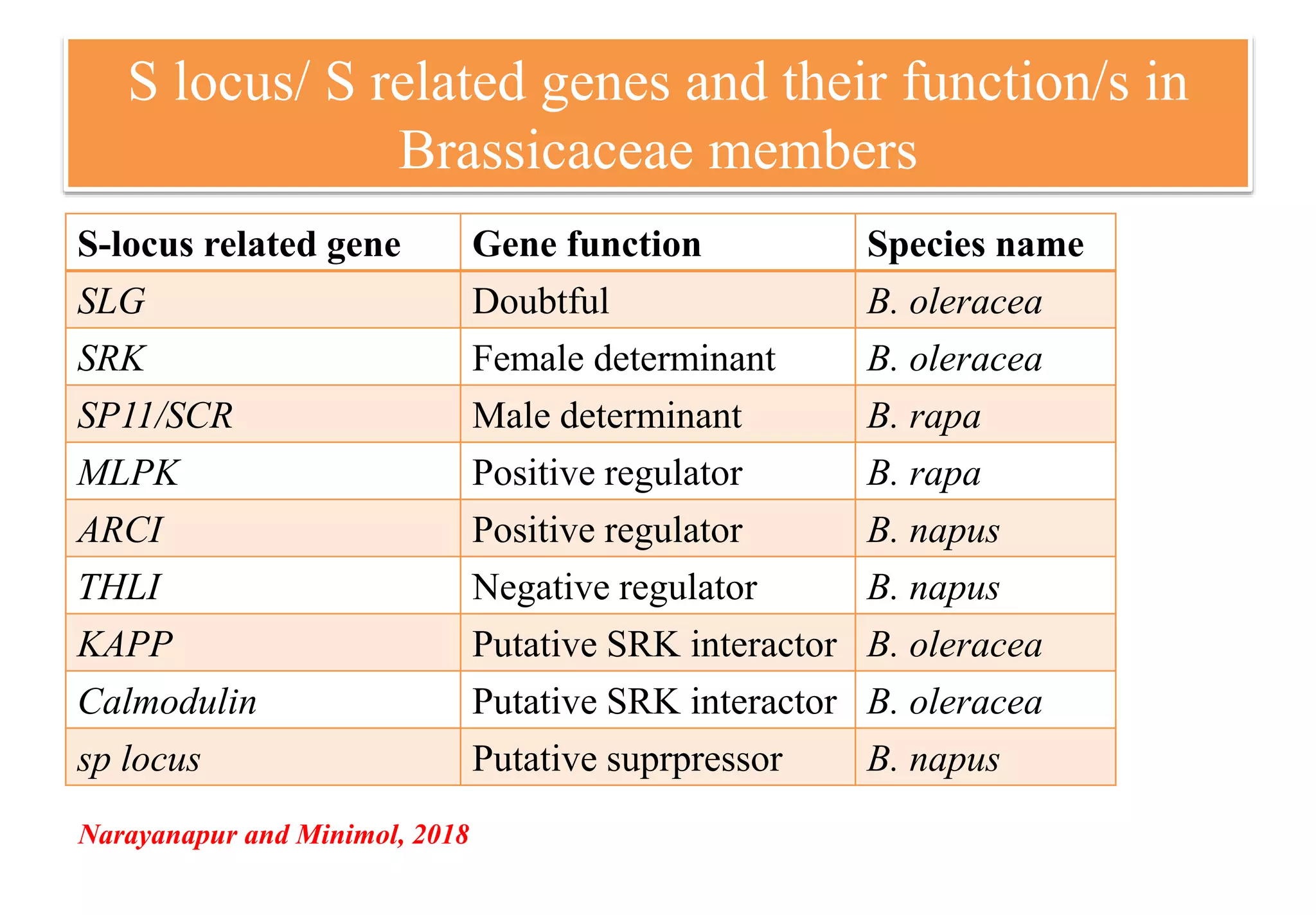 S locus/ S related genes and their function/s in
Brassicaceae members
S-locus related gene Gene function Species name
SLG Doubtful B. oleracea
SRK Female determinant B. oleracea
SP11/SCR Male determinant B. rapa
MLPK Positive regulator B. rapa
ARCI Positive regulator B. napus
THLI Negative regulator B. napus
KAPP Putative SRK interactor B. oleracea
Calmodulin Putative SRK interactor B. oleracea
sp locus Putative suprpressor B. napus
Narayanapur and Minimol, 2018
 