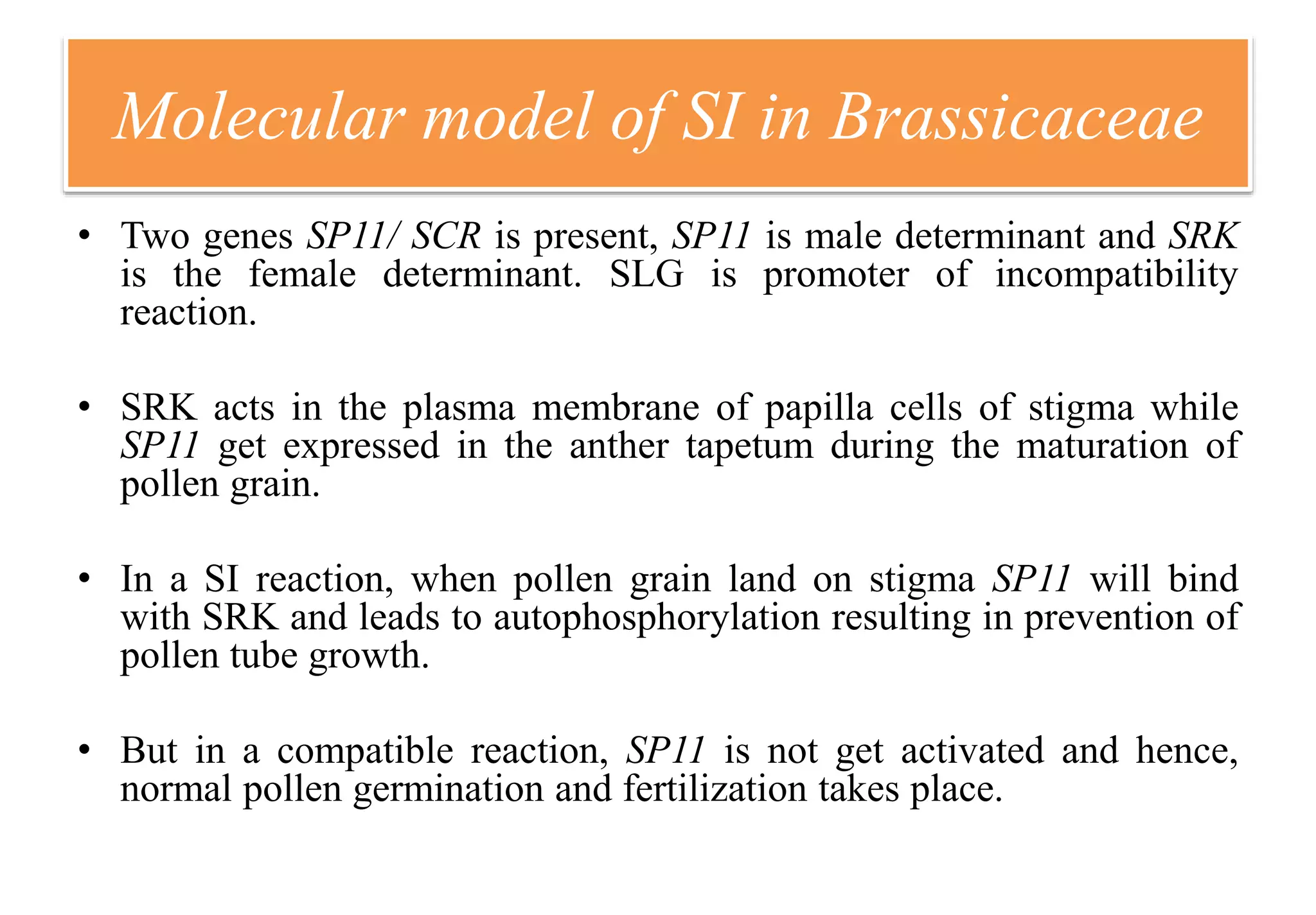 Molecular model of SI in Brassicaceae
• Two genes SP11/ SCR is present, SP11 is male determinant and SRK
is the female determinant. SLG is promoter of incompatibility
reaction.
• SRK acts in the plasma membrane of papilla cells of stigma while
SP11 get expressed in the anther tapetum during the maturation of
pollen grain.
• In a SI reaction, when pollen grain land on stigma SP11 will bind
with SRK and leads to autophosphorylation resulting in prevention of
pollen tube growth.
• But in a compatible reaction, SP11 is not get activated and hence,
normal pollen germination and fertilization takes place.
 