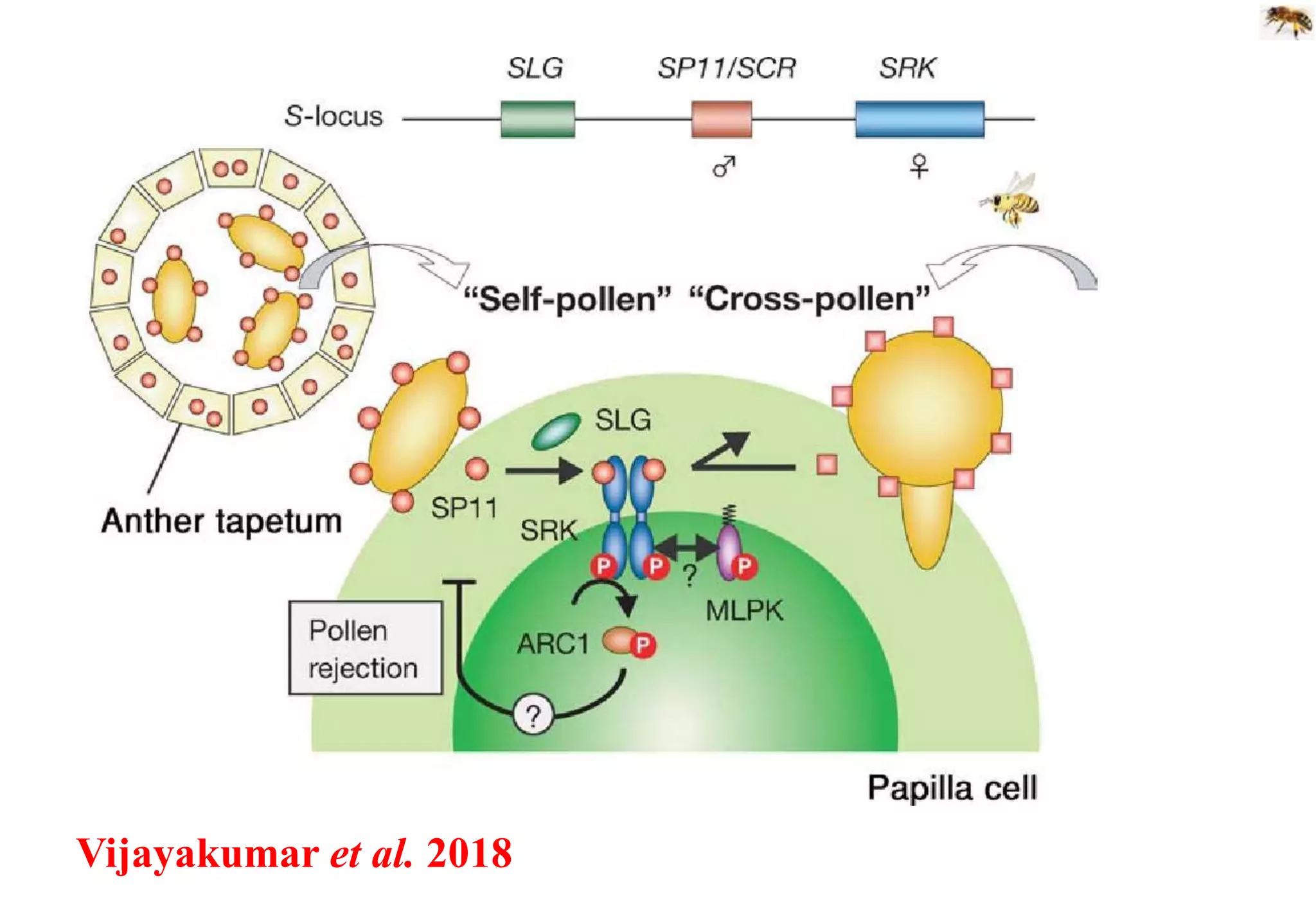 Vijayakumar et al. 2018
 