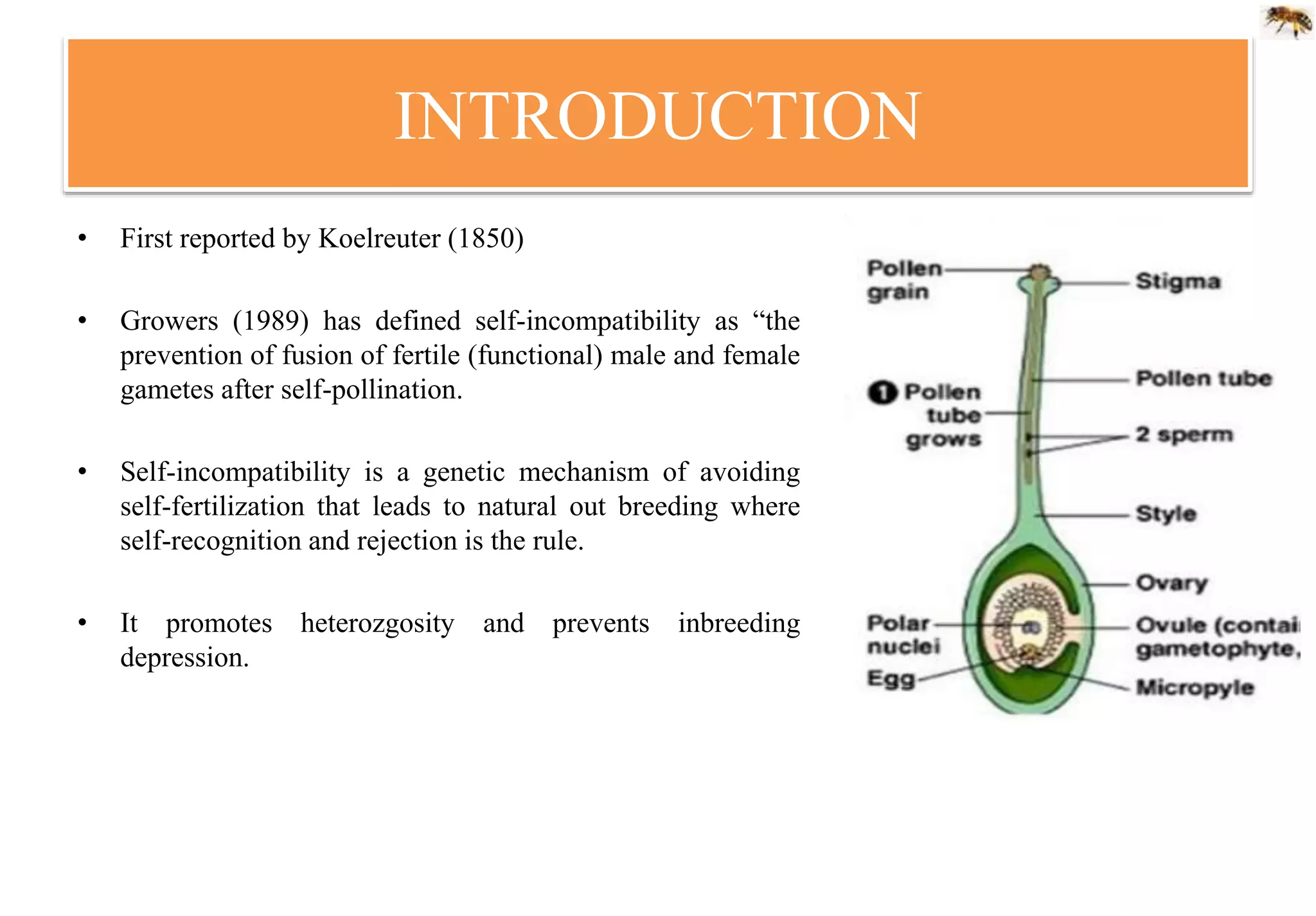 INTRODUCTION
• First reported by Koelreuter (1850)
• Growers (1989) has defined self-incompatibility as “the
prevention of fusion of fertile (functional) male and female
gametes after self-pollination.
• Self-incompatibility is a genetic mechanism of avoiding
self-fertilization that leads to natural out breeding where
self-recognition and rejection is the rule.
• It promotes heterozgosity and prevents inbreeding
depression.
 
