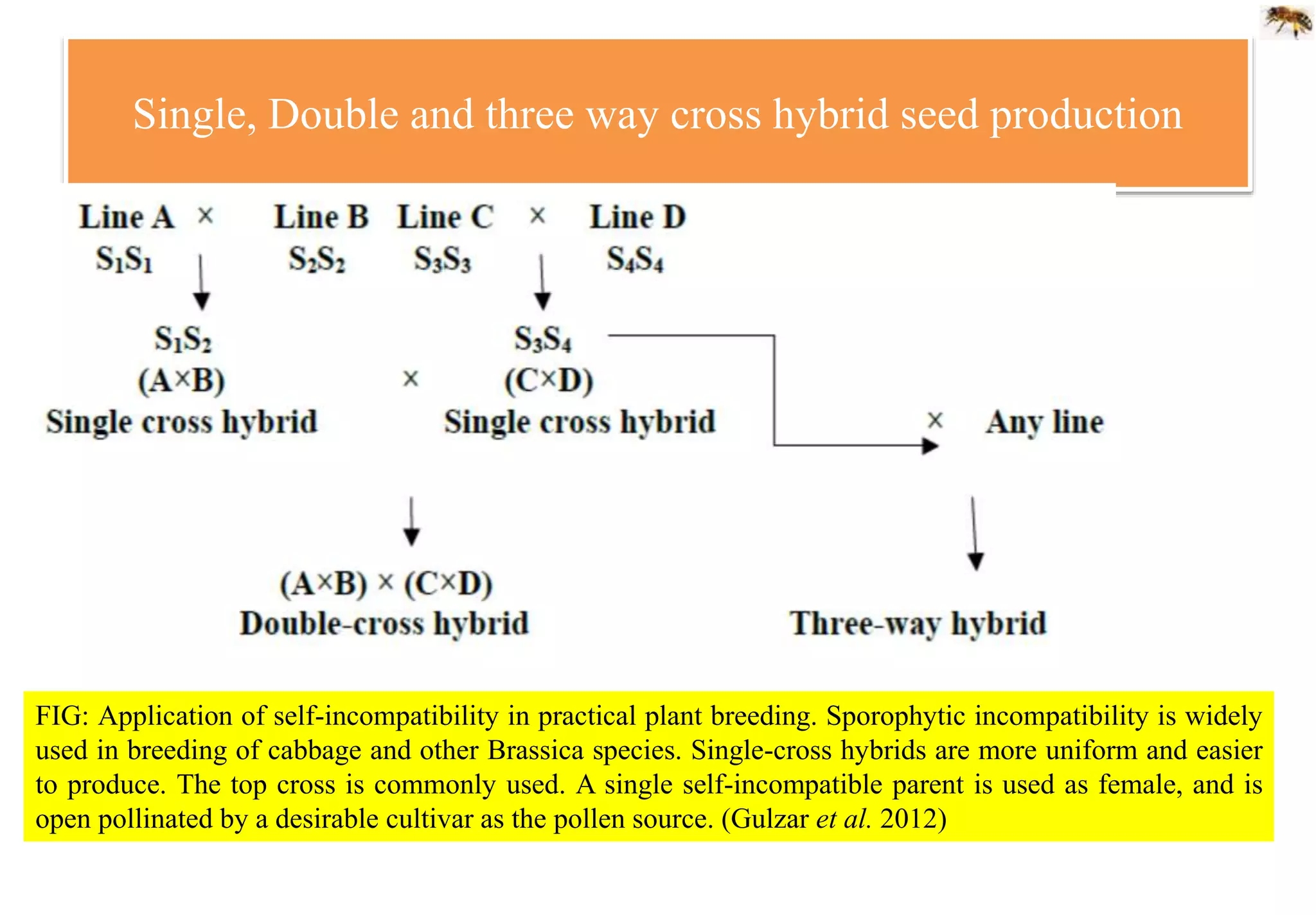 Single, Double and three way cross hybrid seed production
FIG: Application of self-incompatibility in practical plant breeding. Sporophytic incompatibility is widely
used in breeding of cabbage and other Brassica species. Single-cross hybrids are more uniform and easier
to produce. The top cross is commonly used. A single self-incompatible parent is used as female, and is
open pollinated by a desirable cultivar as the pollen source. (Gulzar et al. 2012)
 