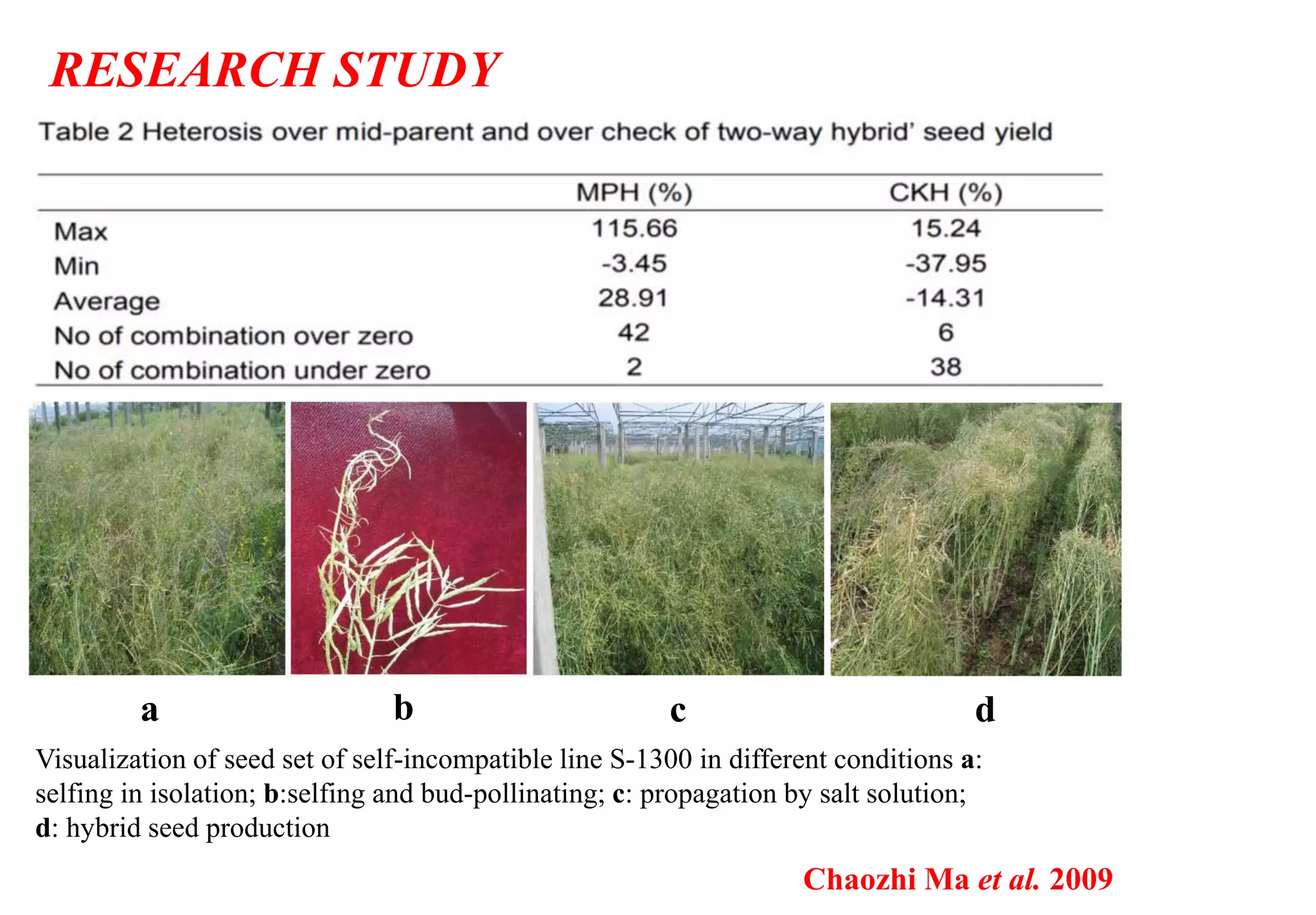 RESEARCH STUDY
Chaozhi Ma et al. 2009
a b c d
Visualization of seed set of self-incompatible line S-1300 in different conditions a:
selfing in isolation; b:selfing and bud-pollinating; c: propagation by salt solution;
d: hybrid seed production
 