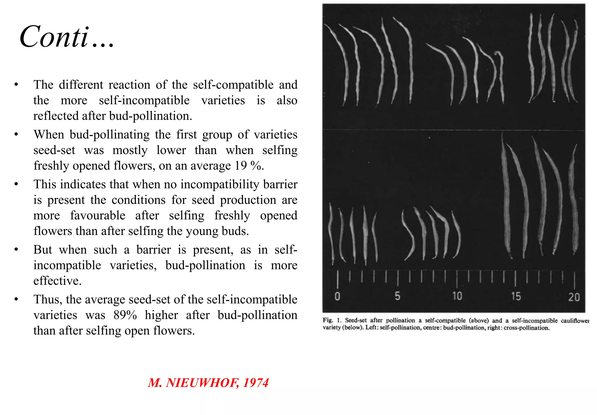 Conti…
• The different reaction of the self-compatible and
the more self-incompatible varieties is also
reflected after bud-pollination.
• When bud-pollinating the first group of varieties
seed-set was mostly lower than when selfing
freshly opened flowers, on an average 19 %.
• This indicates that when no incompatibility barrier
is present the conditions for seed production are
more favourable after selfing freshly opened
flowers than after selfing the young buds.
• But when such a barrier is present, as in self-
incompatible varieties, bud-pollination is more
effective.
• Thus, the average seed-set of the self-incompatible
varieties was 89% higher after bud-pollination
than after selfing open flowers.
M. NIEUWHOF, 1974
 