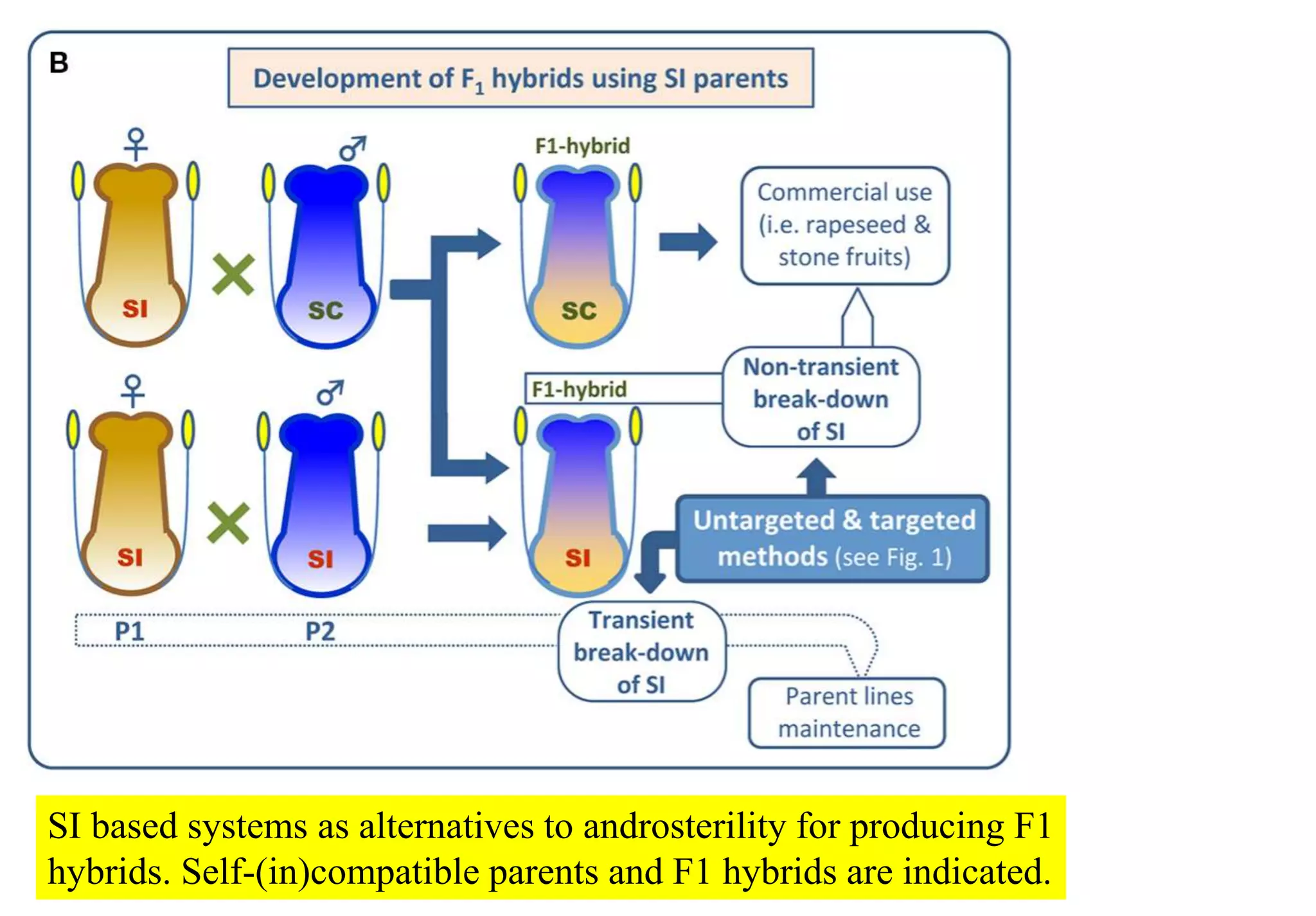 SI based systems as alternatives to androsterility for producing F1
hybrids. Self-(in)compatible parents and F1 hybrids are indicated.
 