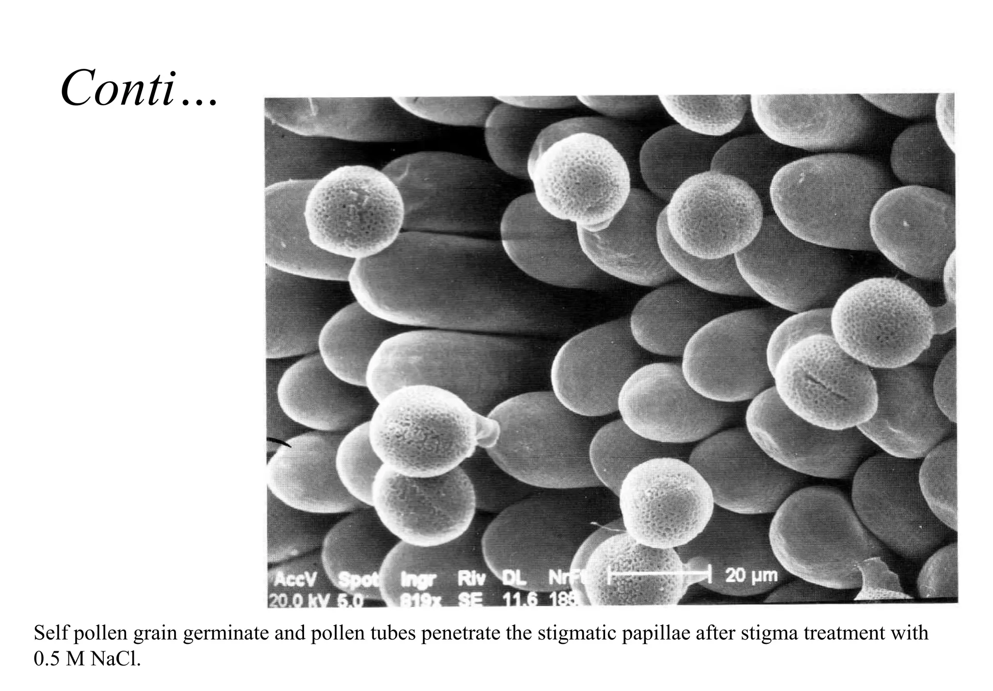 Conti…
Self pollen grain germinate and pollen tubes penetrate the stigmatic papillae after stigma treatment with
0.5 M NaCl.
 