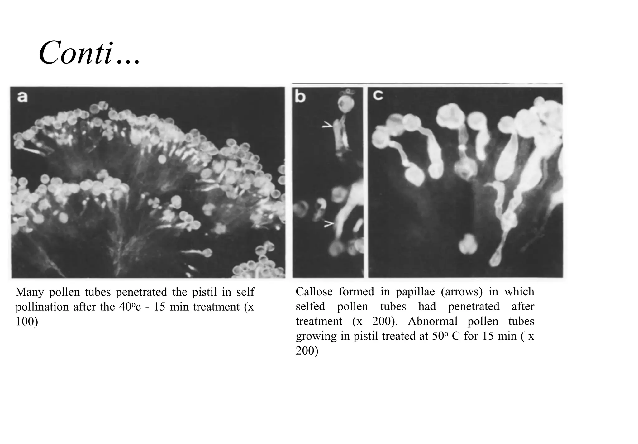 Conti…
Many pollen tubes penetrated the pistil in self
pollination after the 40oc - 15 min treatment (x
100)
Callose formed in papillae (arrows) in which
selfed pollen tubes had penetrated after
treatment (x 200). Abnormal pollen tubes
growing in pistil treated at 50o C for 15 min ( x
200)
 