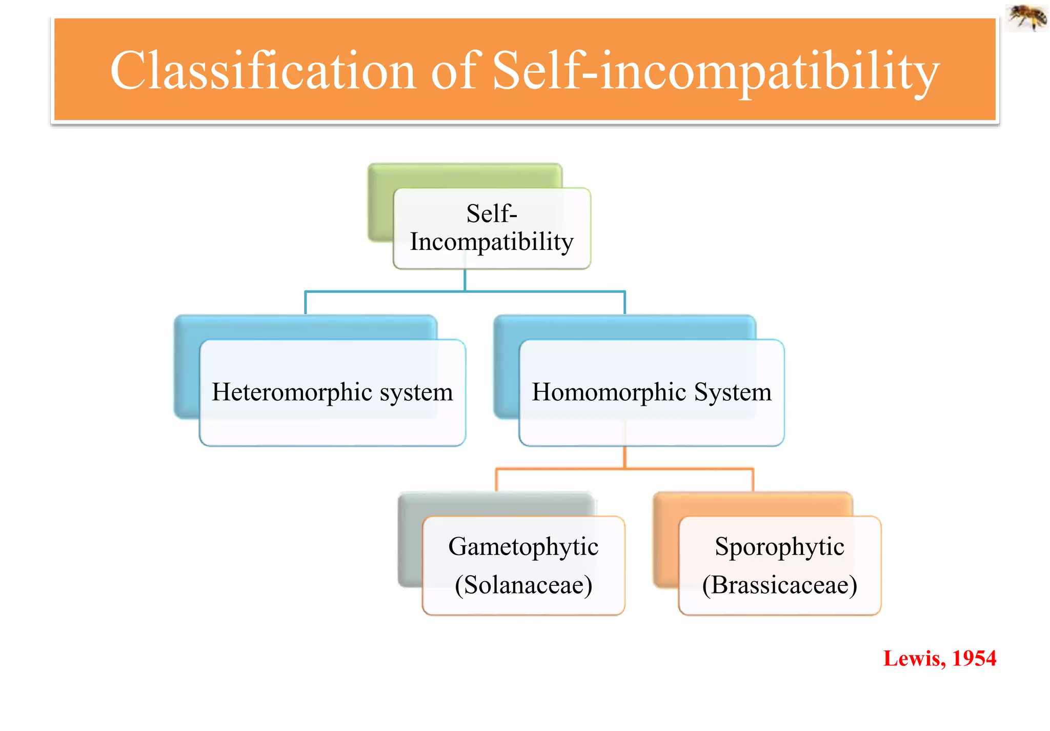 Classification of Self-incompatibility
Lewis, 1954
Self-
Incompatibility
Heteromorphic system Homomorphic System
Gametophytic
(Solanaceae)
Sporophytic
(Brassicaceae)
 