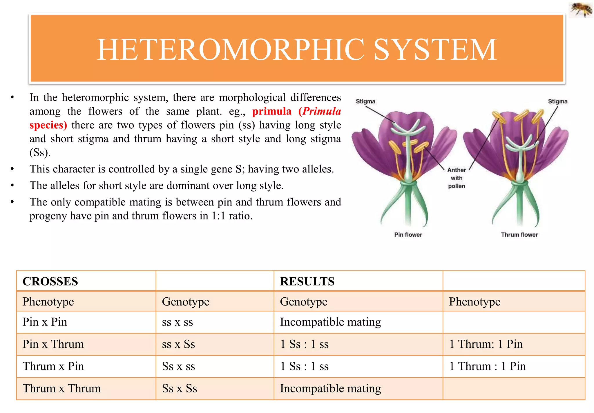 HETEROMORPHIC SYSTEM
• In the heteromorphic system, there are morphological differences
among the flowers of the same plant. eg., primula (Primula
species) there are two types of flowers pin (ss) having long style
and short stigma and thrum having a short style and long stigma
(Ss).
• This character is controlled by a single gene S; having two alleles.
• The alleles for short style are dominant over long style.
• The only compatible mating is between pin and thrum flowers and
progeny have pin and thrum flowers in 1:1 ratio.
CROSSES RESULTS
Phenotype Genotype Genotype Phenotype
Pin x Pin ss x ss Incompatible mating
Pin x Thrum ss x Ss 1 Ss : 1 ss 1 Thrum: 1 Pin
Thrum x Pin Ss x ss 1 Ss : 1 ss 1 Thrum : 1 Pin
Thrum x Thrum Ss x Ss Incompatible mating
 