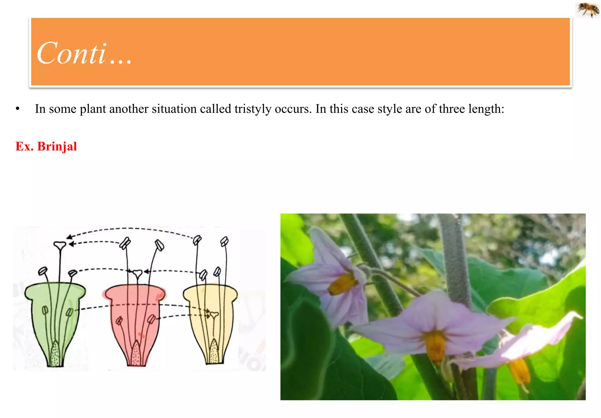 Conti…
• In some plant another situation called tristyly occurs. In this case style are of three length:
Ex. Brinjal
 