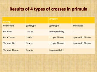 Mating
progeny
Phenotype genotype genotype phenotype
Pin x Pin ssx ss incompatibility -
Pin x Thrum SS xSs 1:1(pin:Thrum) 1 pin and 1 Thrum
Thrum x Pin Ss x ss 1:1(pin:Thrum) 1 pin and 1 Thrum
Thrum x Thrum Ss x Ss incompatibilty -
 