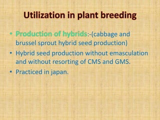 :-(cabbage and
brussel sprout hybrid seed production)
• Hybrid seed production without emasculation
and without resorting of CMS and GMS.
• Practiced in japan.
 