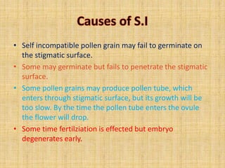 • Self incompatible pollen grain may fail to germinate on
the stigmatic surface.
• Some may germinate but fails to penetrate the stigmatic
surface.
• Some pollen grains may produce pollen tube, which
enters through stigmatic surface, but its growth will be
too slow. By the time the pollen tube enters the ovule
the flower will drop.
• Some time fertilziation is effected but embryo
degenerates early.
 