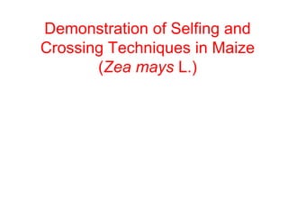 Demonstration of Selfing and
Crossing Techniques in Maize
(Zea mays L.)
 