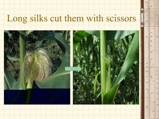 selfing and crossing in maize lecture note.ppt