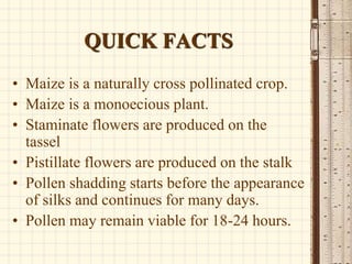 QUICK FACTS
• Maize is a naturally cross pollinated crop.
• Maize is a monoecious plant.
• Staminate flowers are produced ...