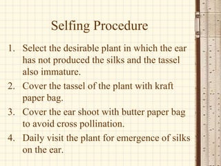 Selfing Procedure
1. Select the desirable plant in which the ear
has not produced the silks and the tassel
also immature.
...