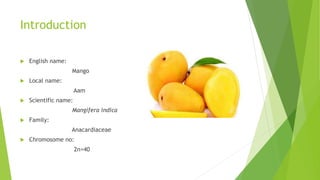 Mango Introduction Selfing and crossing in mango | PPTX